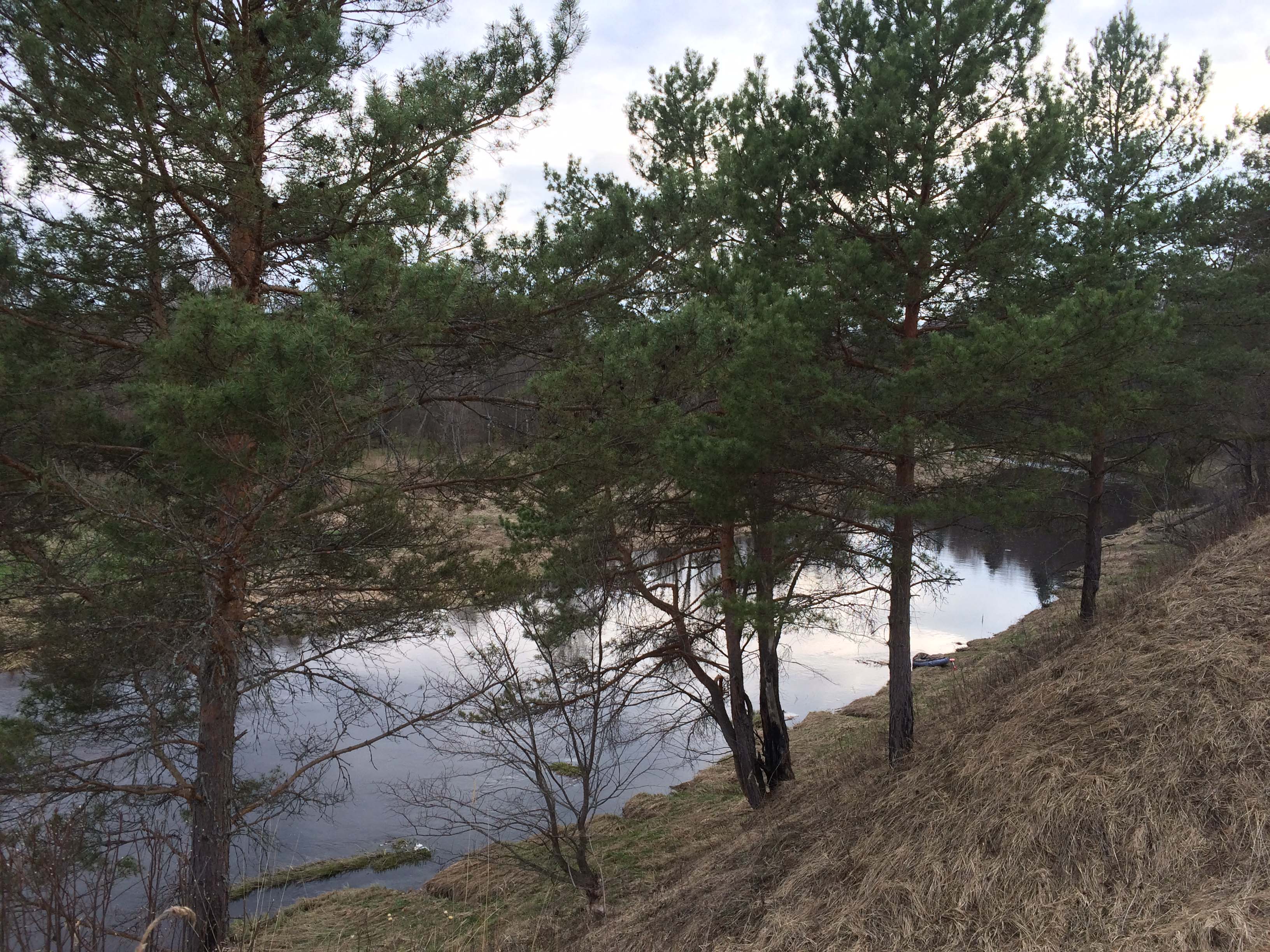 Сосновый перелесок на берегу реки Держа. Тверская область